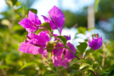 Block 1 Kampong Kayu
 Hero