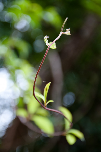 Bukit Brown Cemetery
 Hero