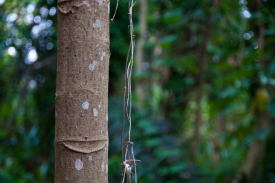 Bukit Brown Cemetery
 Hero