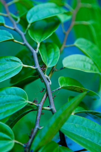 East Coast Park, Singapore
 Hero