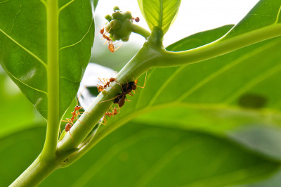 HDBs and Nature
 Hero