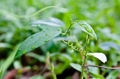 HDBs and Nature
 Hero