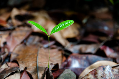 Labrador Park, Singapore
 Hero