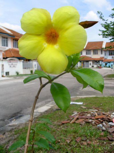 Singapore 2003
 Hero