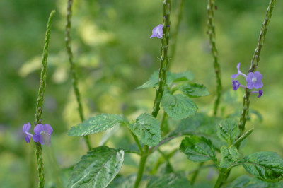Singapore Southern Ridges
 Hero