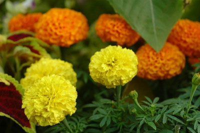 Singapore Southern Ridges
 Hero