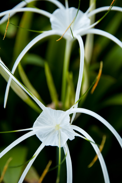 West Coast Park, Singapore
 Hero